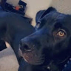 Meet your Posher, Casey